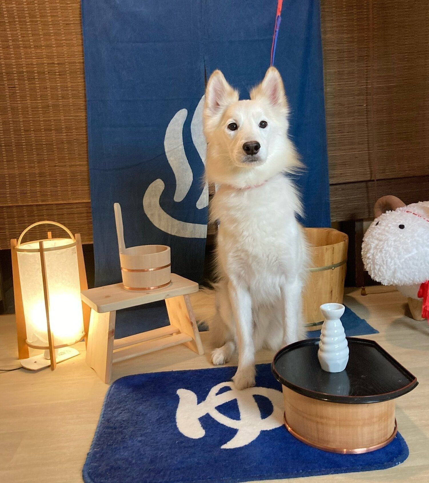 キリッとポーズをキメるシベちゃん