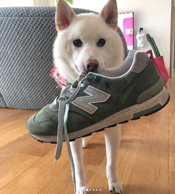 靴をくわえるしらたまちゃん