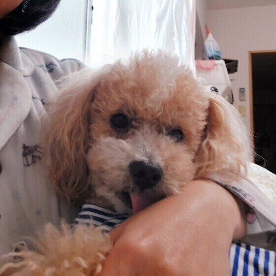 トイ・プードルのハービーくん♪