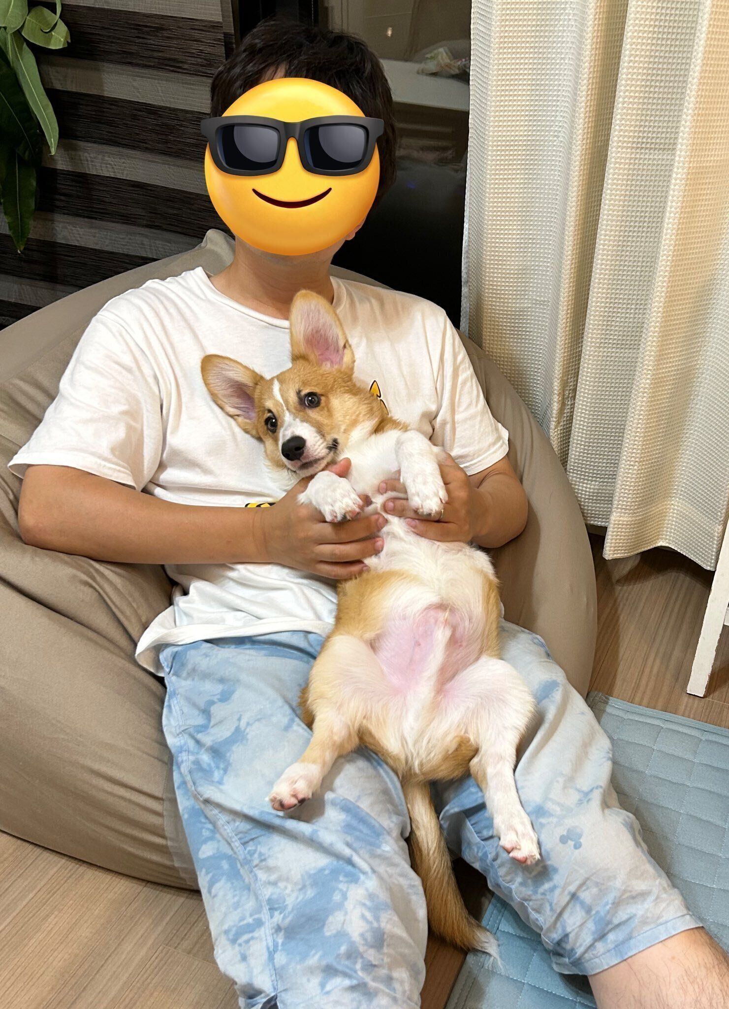 抱っこされてお腹を見せる生後5カ月のコーギー