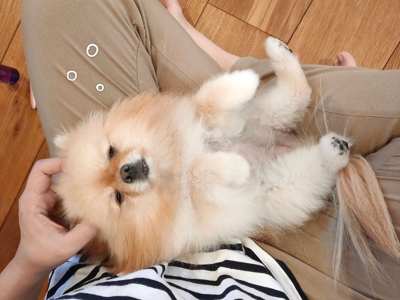犬がなでられて目を細めるのは嬉しいから ポメラニアンぽぽちのおもしろ表情も いぬのきもちweb Magazine 犬がなでられて目を細めるのは嬉しいから ポメラニアンぽぽちのおもしろ表情も いぬのきもちweb Magazine