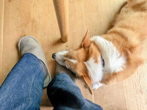 飼い主さんのスリッパを枕にするニコくん