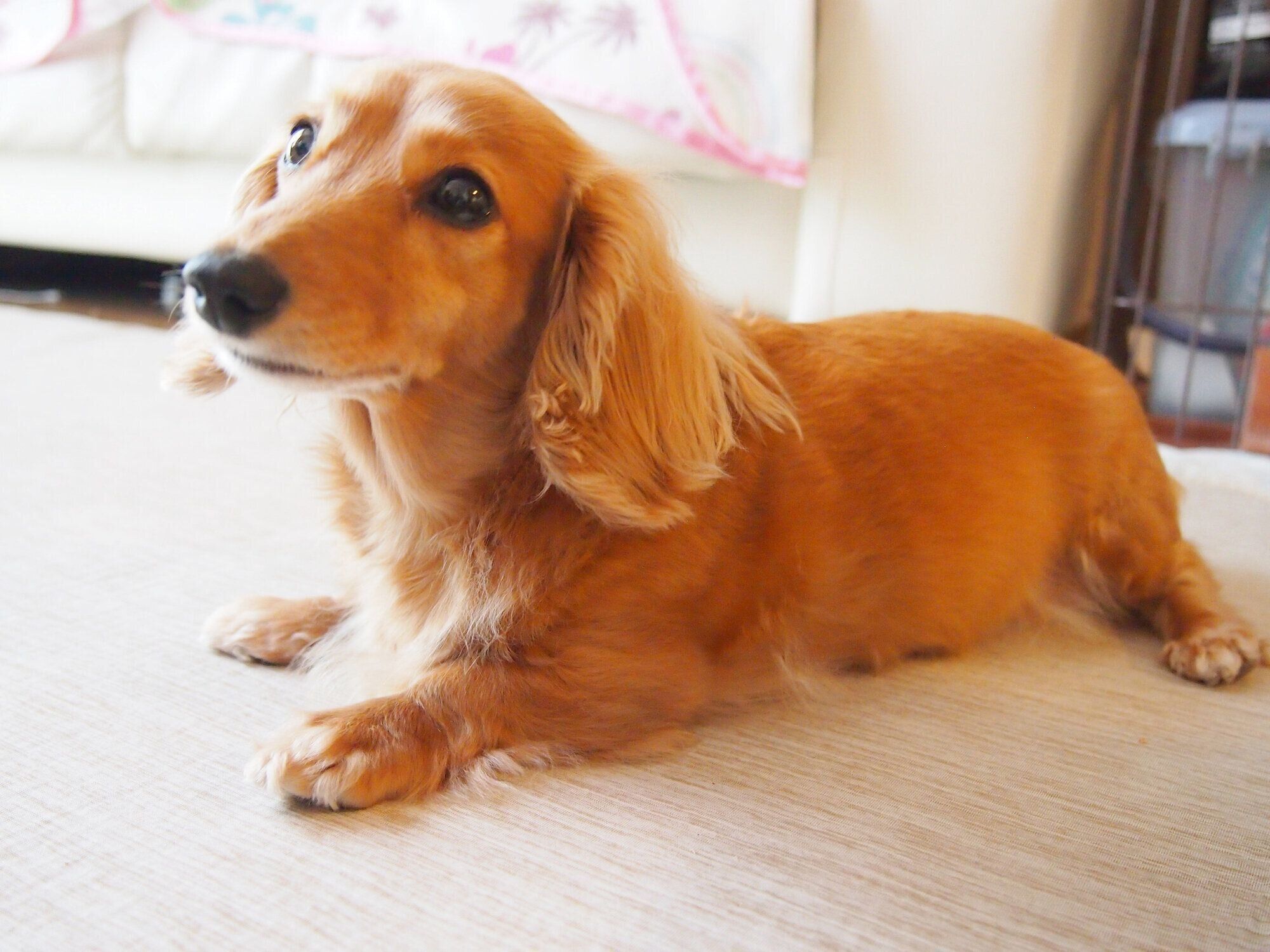 床に伏せながら見つめてくる犬