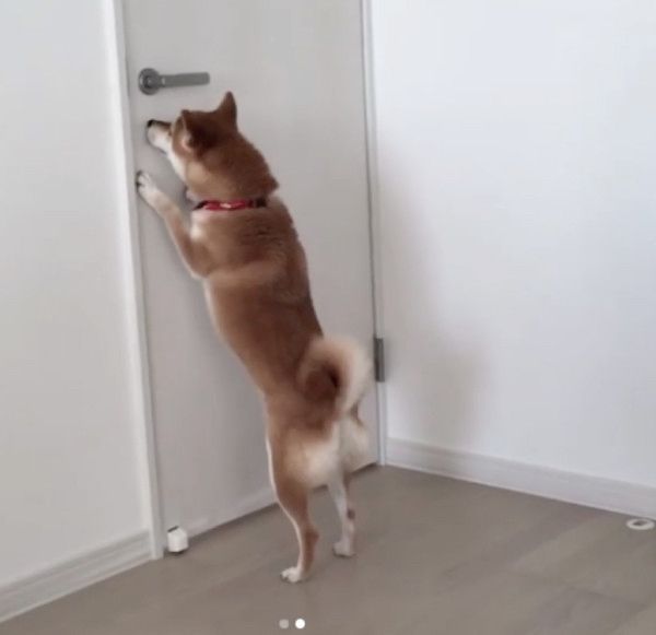 パパさんのことが大好きな柴犬