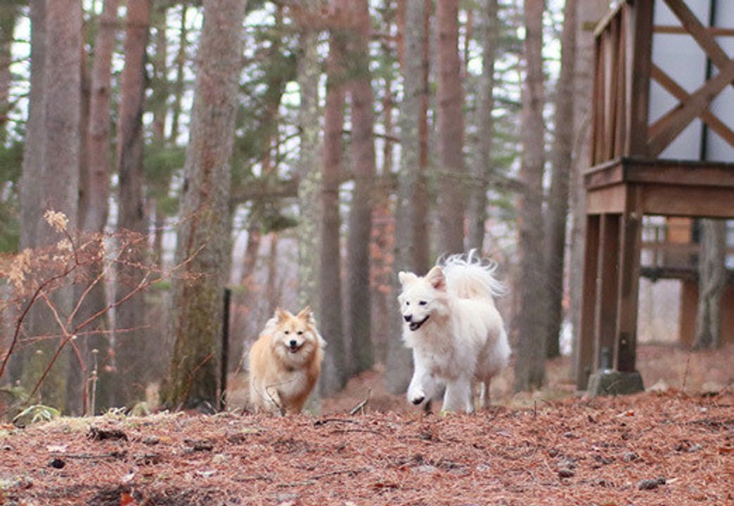 山の中の大福 穴澤賢の犬のはなし いぬのきもちweb Magazine 山の中の大福 穴澤賢の犬のはなし いぬのきもちweb Magazine