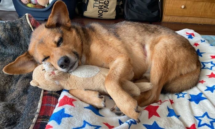 お気に入りのぬいぐるみを抱いて、すやすや眠る犬 8才