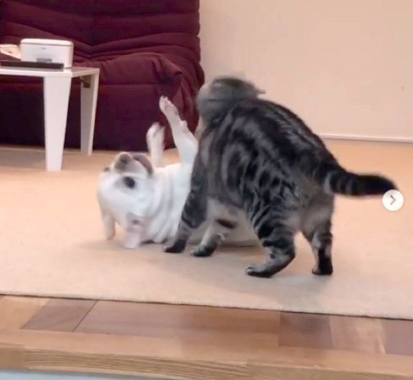 スパーリングを楽しむべんじーちゃんとマロンちゃん