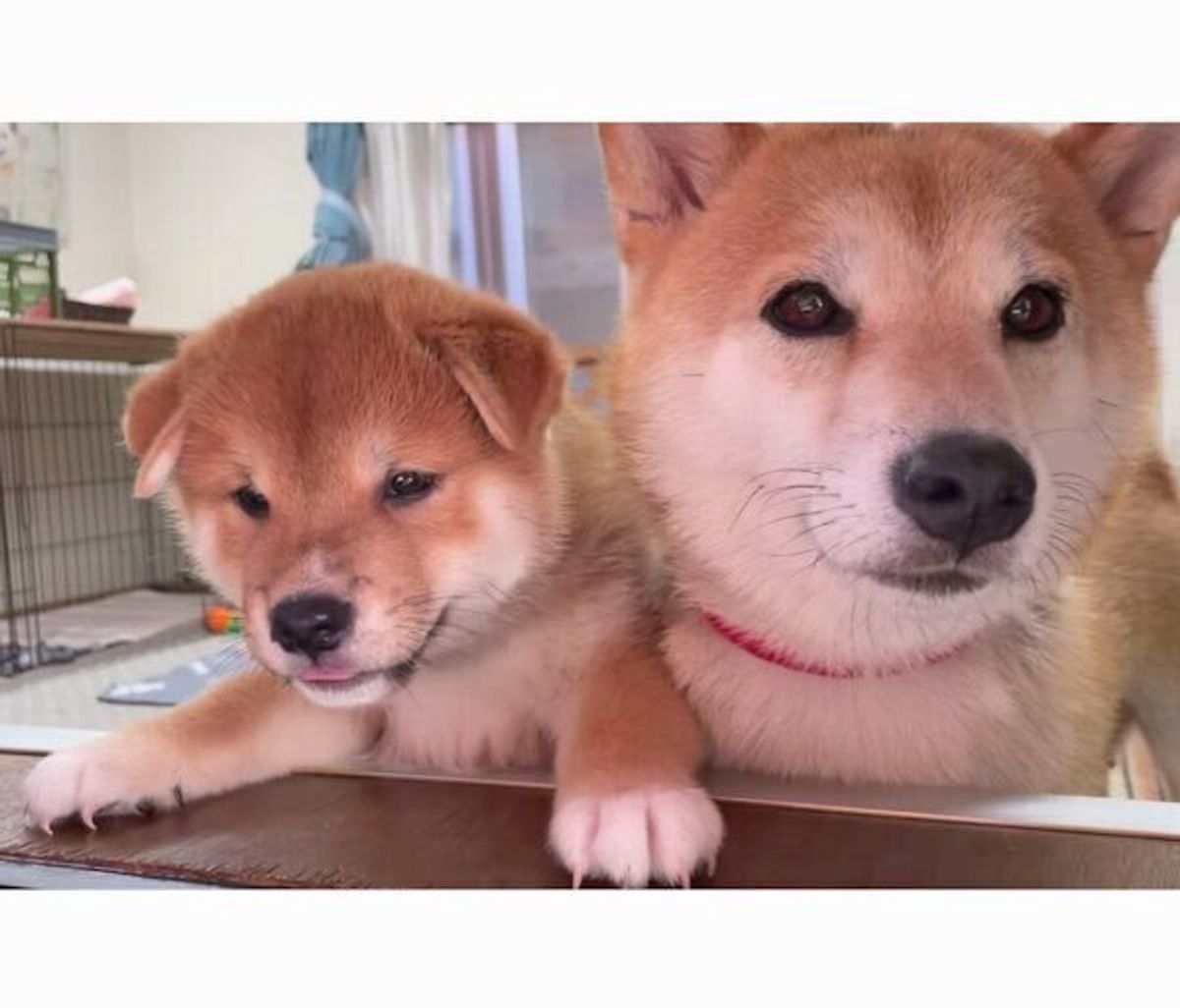 垂れ耳がかわいい柴の子犬 およそ半年後には 飼い主が 俵のようにデカい と感じる成長にほっこり いぬのきもちweb Magazine 垂れ耳がかわいい柴の子犬 およそ半年後には 飼い主が 俵のようにデカい と感じる成長にほっこり いぬのきもちweb Magazine