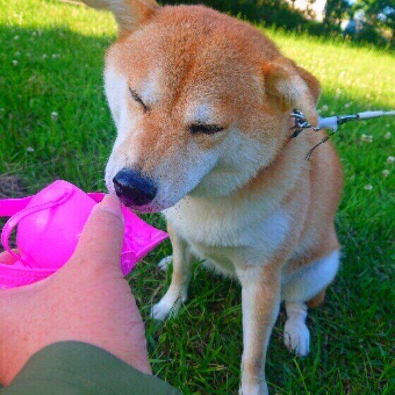 夏におしっこの量や回数が変わる？ 少ない、多い？ 愛犬の尿の異変と対処法 いぬのきもち