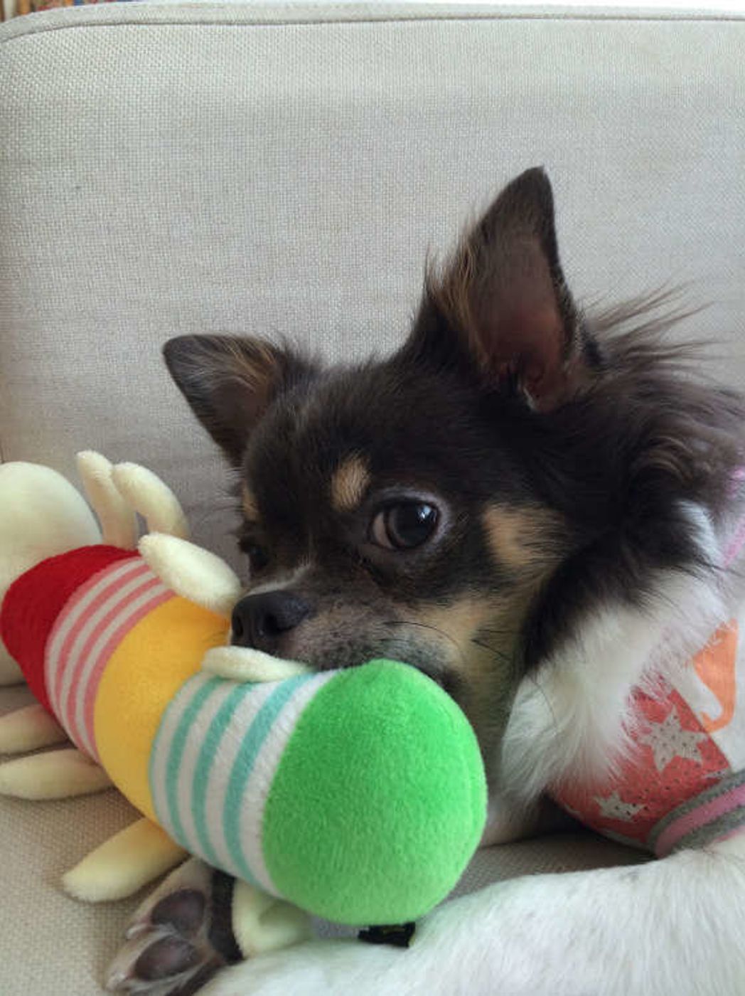 犬が人やモノを噛む 4つの理由 噛むのをやめさせるには いぬのきもちweb Magazine 犬が人やモノを噛む 4つの理由 噛むのをやめさせるには いぬのきもちweb Magazine