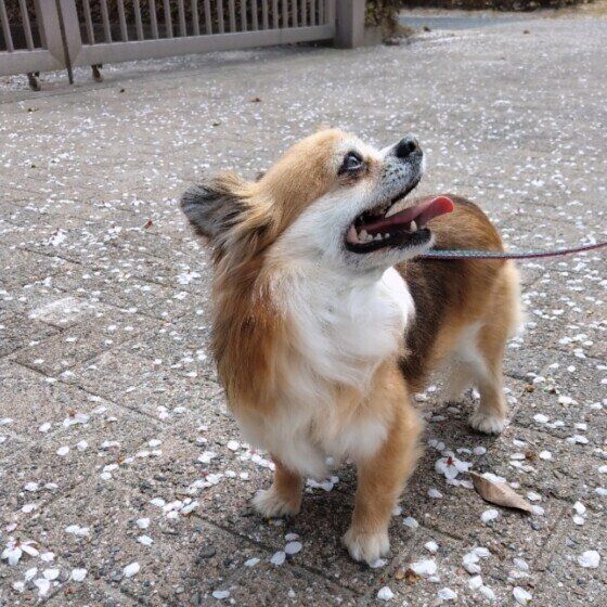 散歩するアンヌちゃん（チワワ）