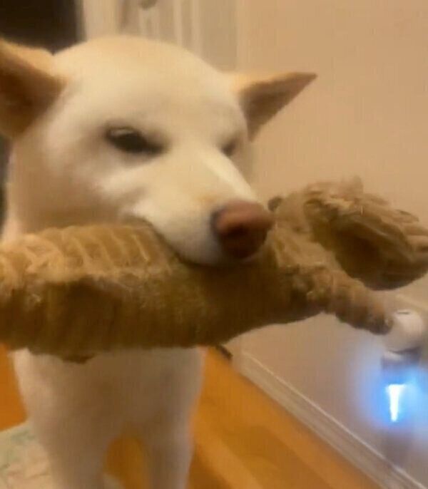 帰宅した飼い主さんを出迎える福助くん