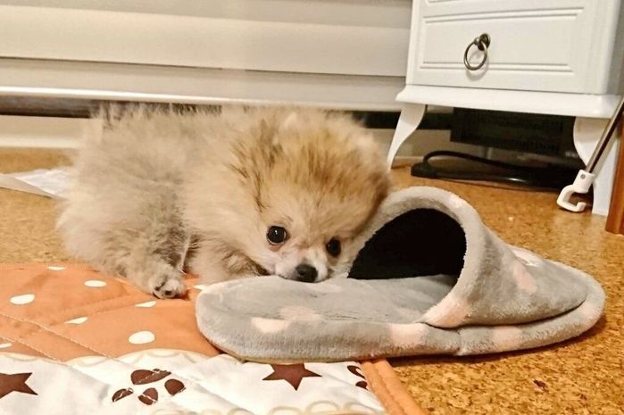 スリッパで遊ぶこまちちゃん