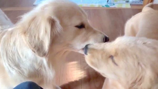 顔を舐め合うゴールデン・レトリーバー