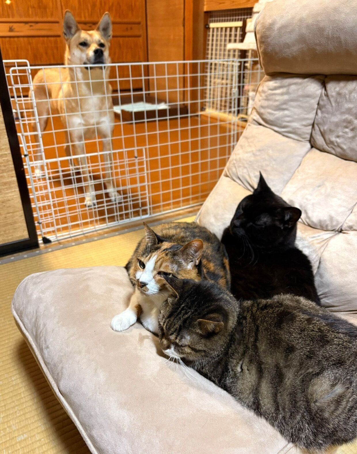 先住猫を見つめるステラちゃん