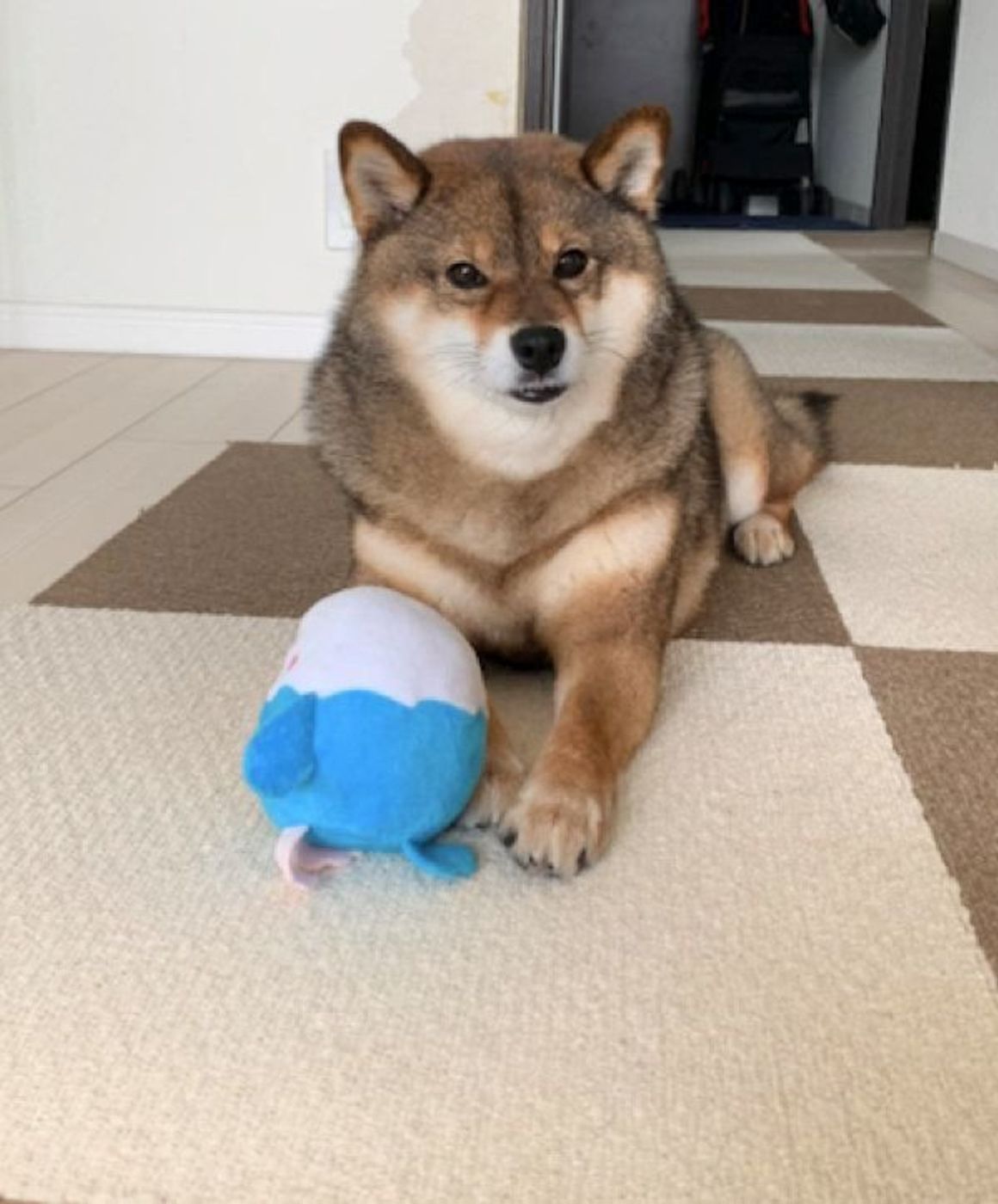 頑なに トイレットペーパーチャレンジ をしない犬 おやつを差し出すと いぬのきもちweb Magazine 頑なに トイレットペーパーチャレンジ をしない犬 おやつを差し出すと いぬのきもちweb Magazine