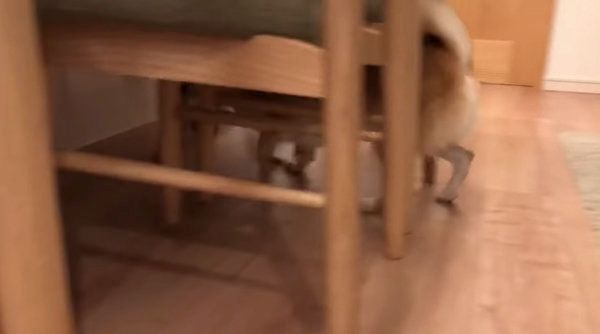 飼い主さんの帰宅を歓迎する柴犬
