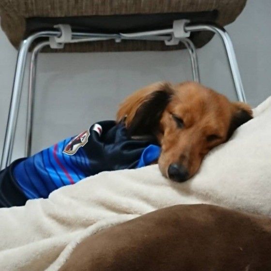 眠るミニチュア・ダックスフンド