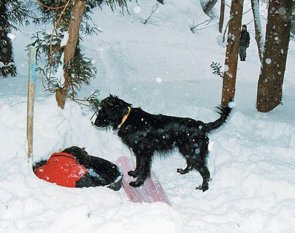 写真提供：全国災害救助犬協会