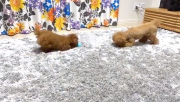 ペットボトルを奪い合うトイ・プードル