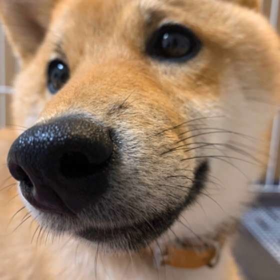 柴犬のむぎちゃん