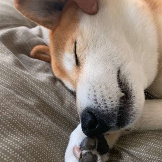 犬の寝床はどこが良い？スヤスヤ気持ち良さそう