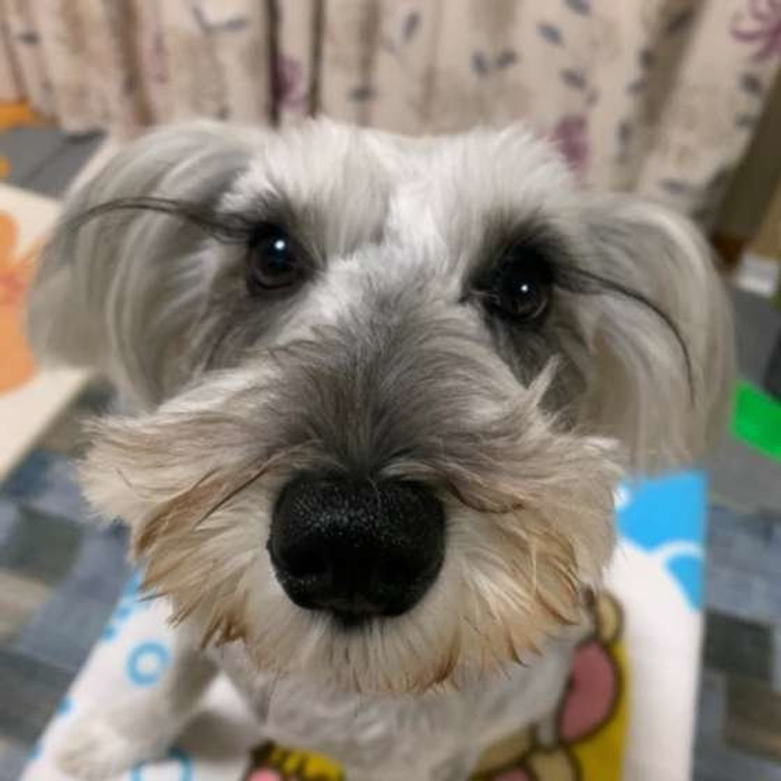 ミニチュア シュナウザーの特徴と性格 飼い方 価格相場など 犬図鑑 いぬのきもちweb Magazine ミニチュア シュナウザーの特徴と性格 飼い方 価格相場など 犬図鑑 いぬのきもちweb Magazine