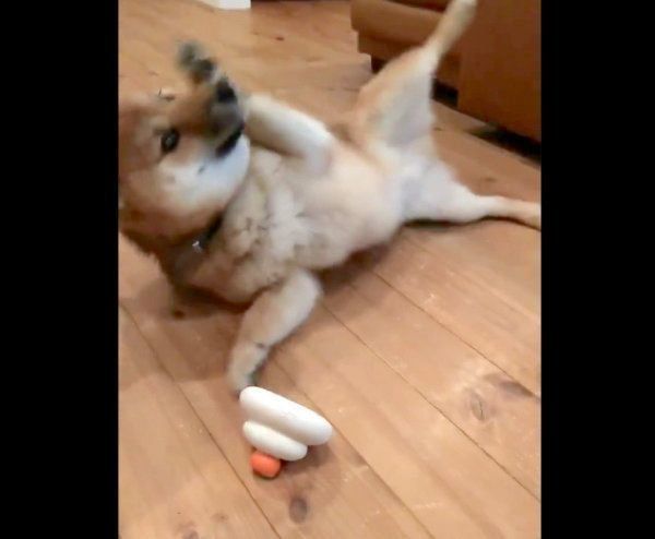 おもちゃで遊ぶおにぎりちゃん