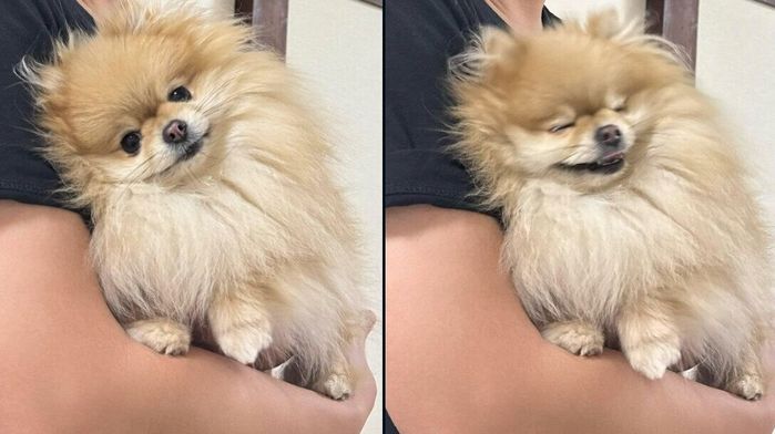 パパさんに抱っこしてもらうなごみちゃん