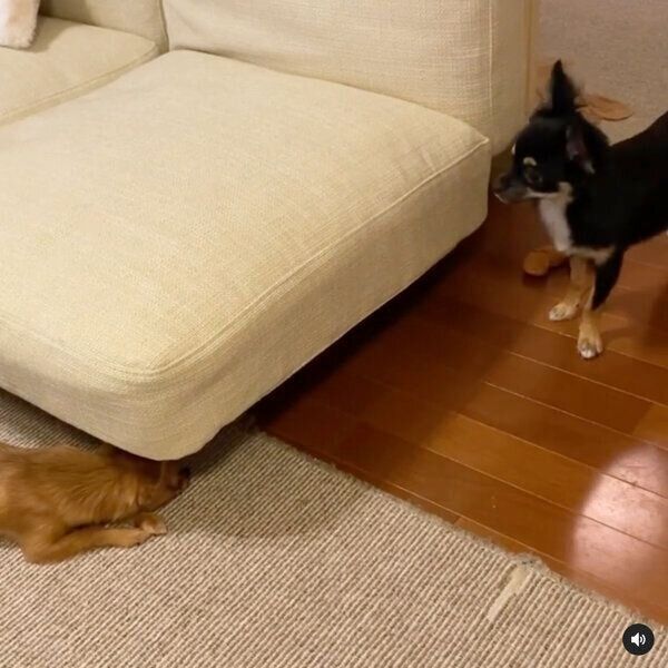 殿くんを驚かそうとする姫ちゃん