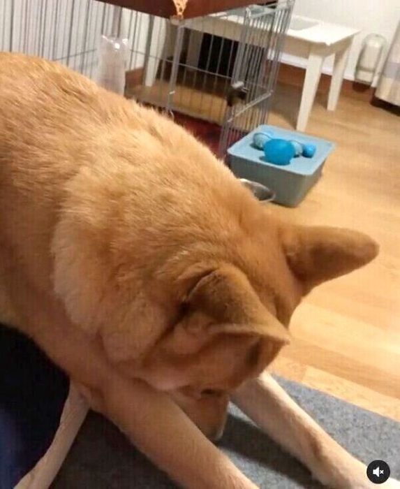 飼い主さんの動きを阻止する朔太郎くん