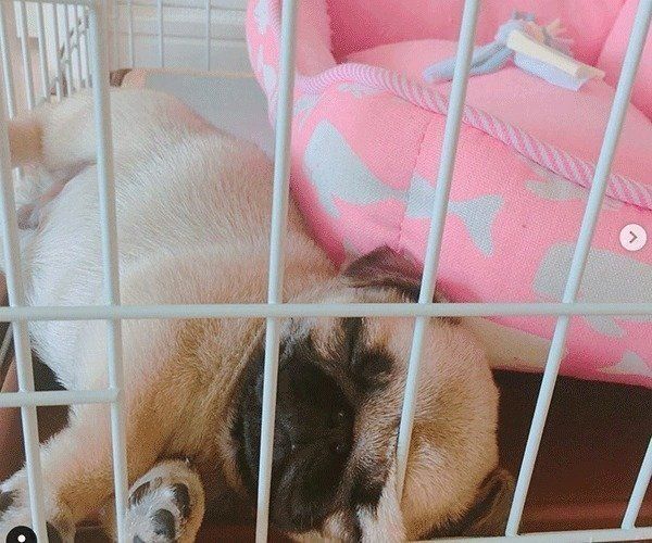 パピー時代のぱぐぞうくん