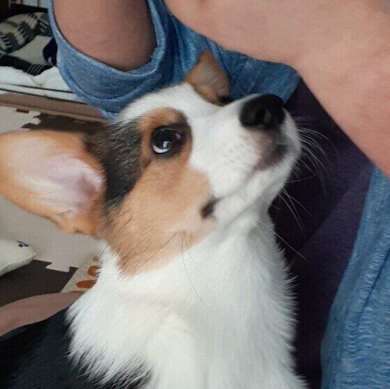 見上げるウェルシュ・コーギー・ペンブローク