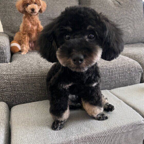 トイ・プードルのプリンちゃん