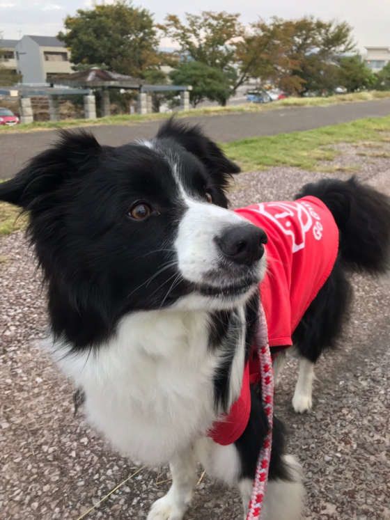 お散歩中のベルくん