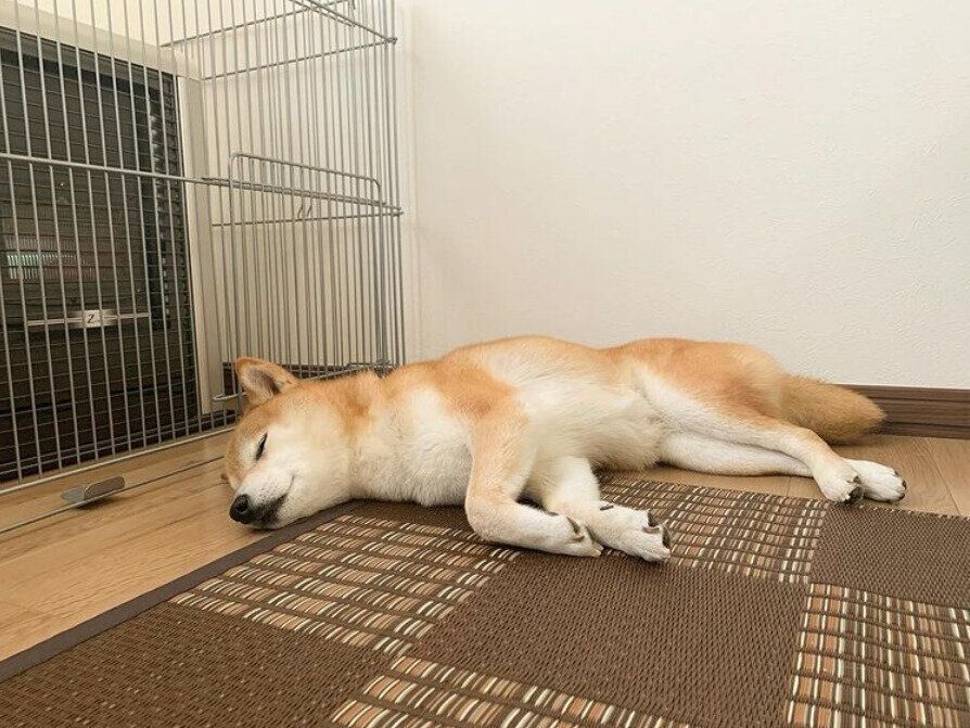 寝転がるきなこちゃん（柴）