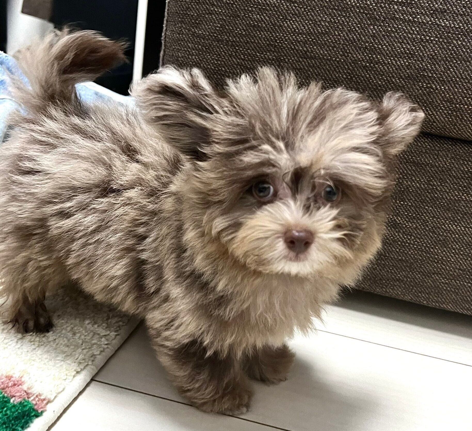 生後2カ月のころに撮影したちょこまるくん