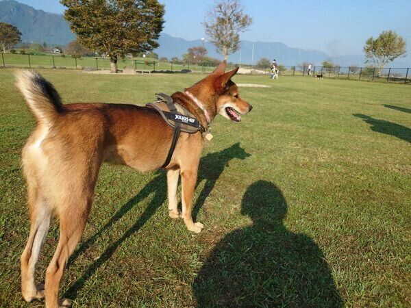 ドッグランで遊ぶ小次郎くん