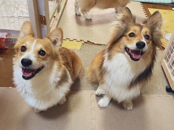 笑顔が可愛いせこむちゃん、うりちゃん