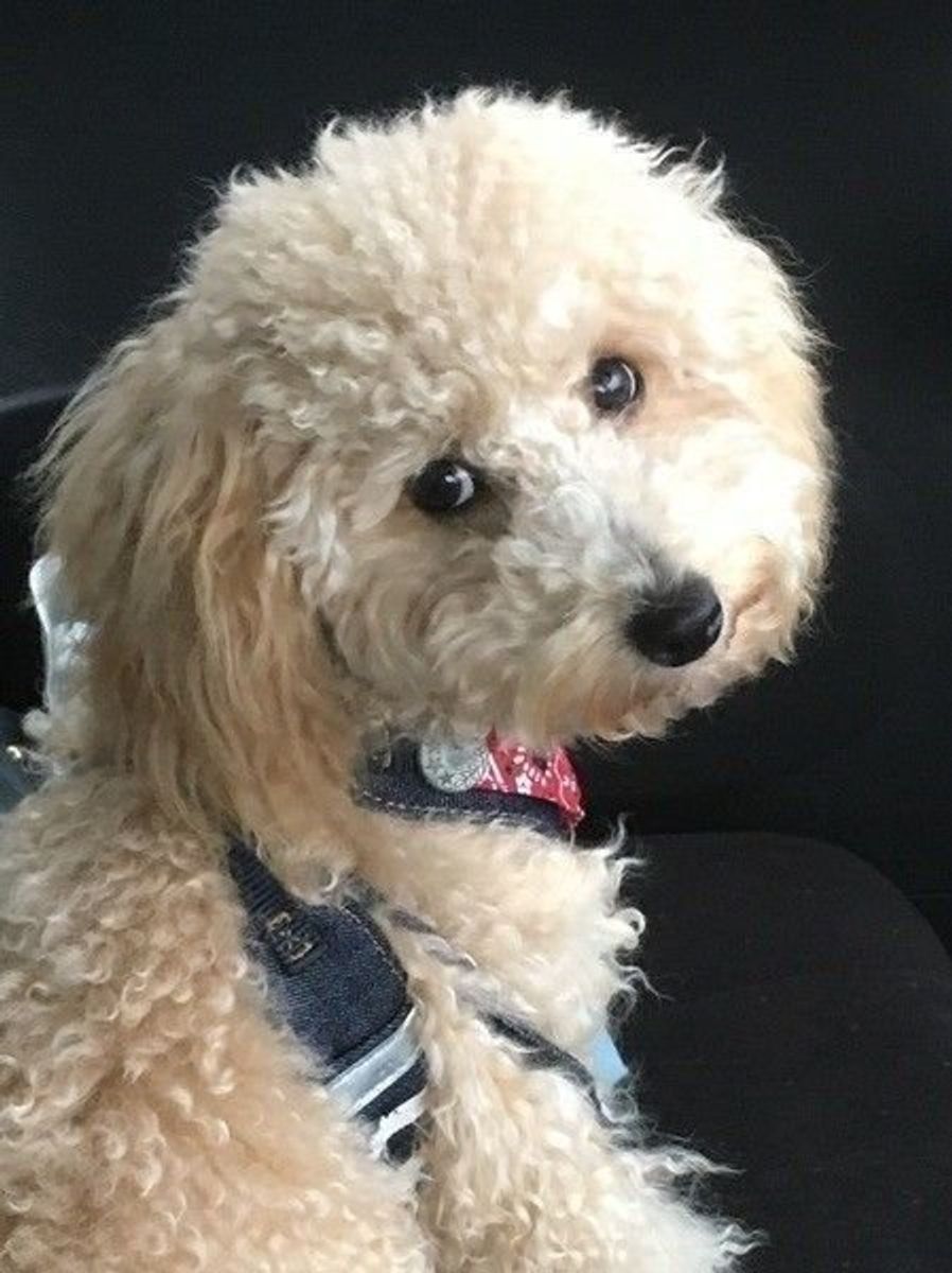 獣医師が解説 犬の避妊手術のメリット 手術前後の注意点とは いぬのきもちweb Magazine 獣医師が解説 犬の避妊手術のメリット 手術前後の注意点とは いぬのきもちweb Magazine