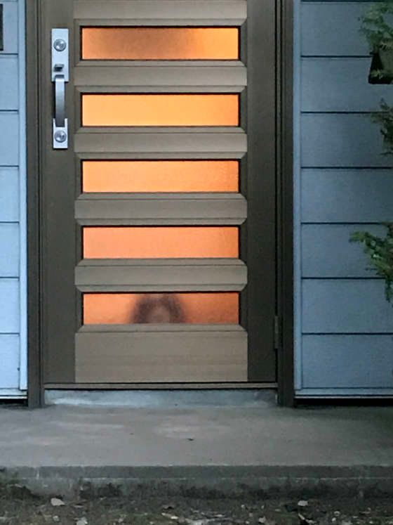 お留守番 健気なキャバリア