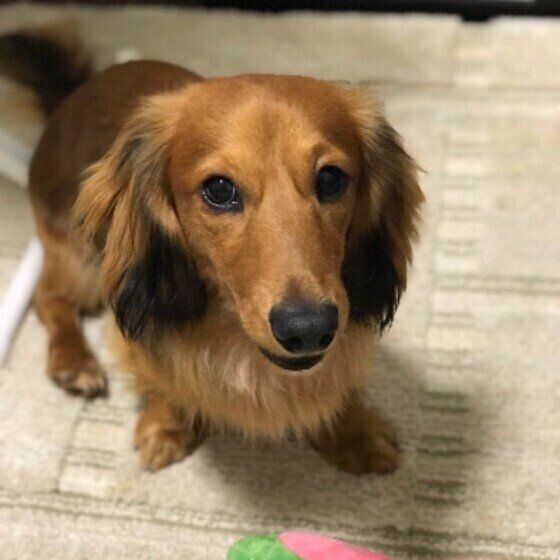 ミニチュア・ダックスフンドのアルトくん