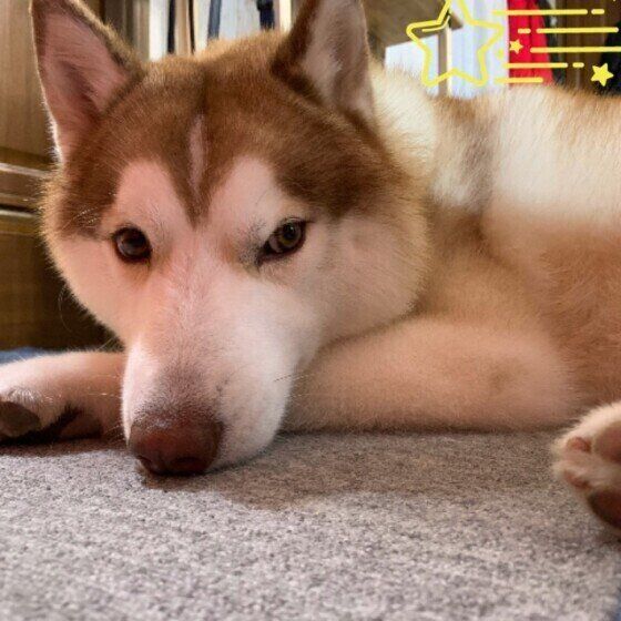 シベリアン・ハスキー