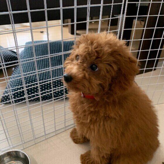 トイ・プードルの花ちゃんとサークル