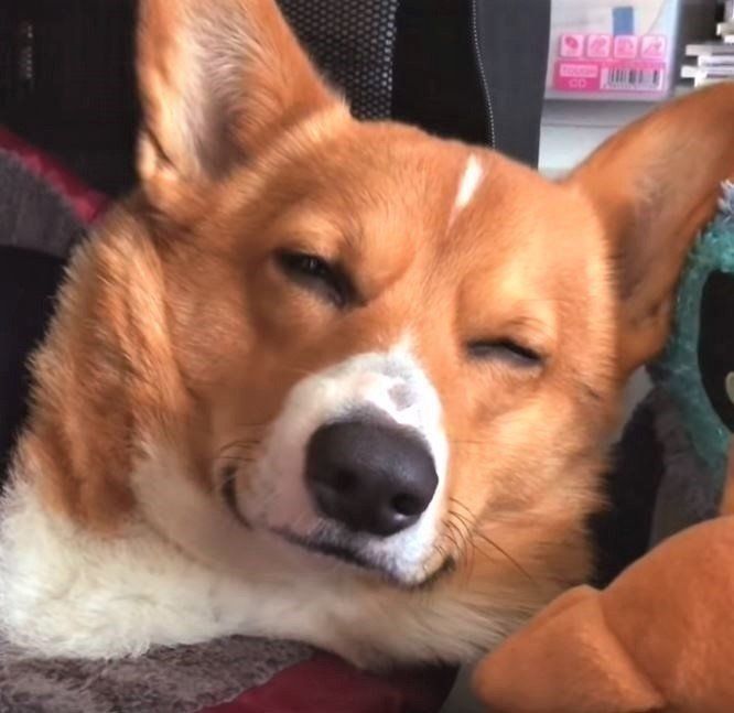 眠たいコーギー