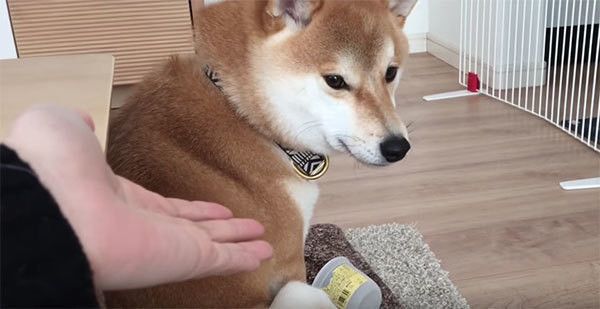 見つめる柴犬