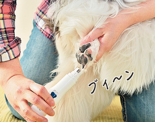 電動ヤスリで爪をお手入れする犬の足