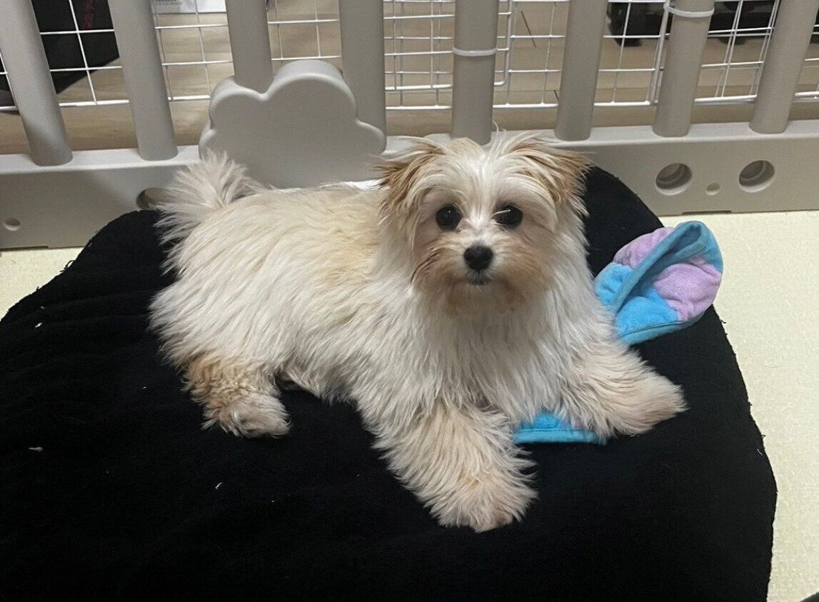 生後4カ月の子犬