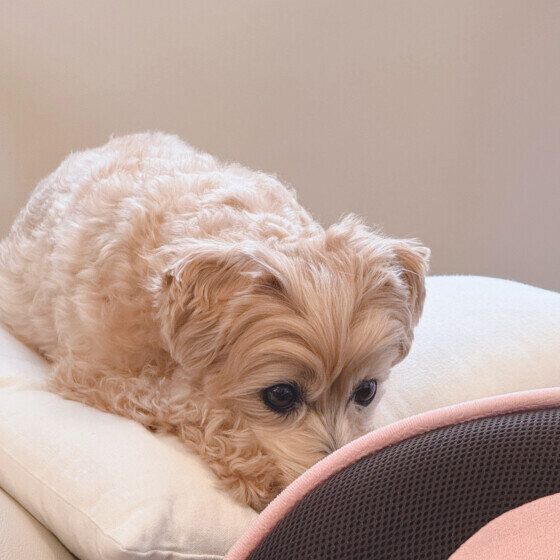 Butts cap Night Watch Studios バッツ キャップ（犬）