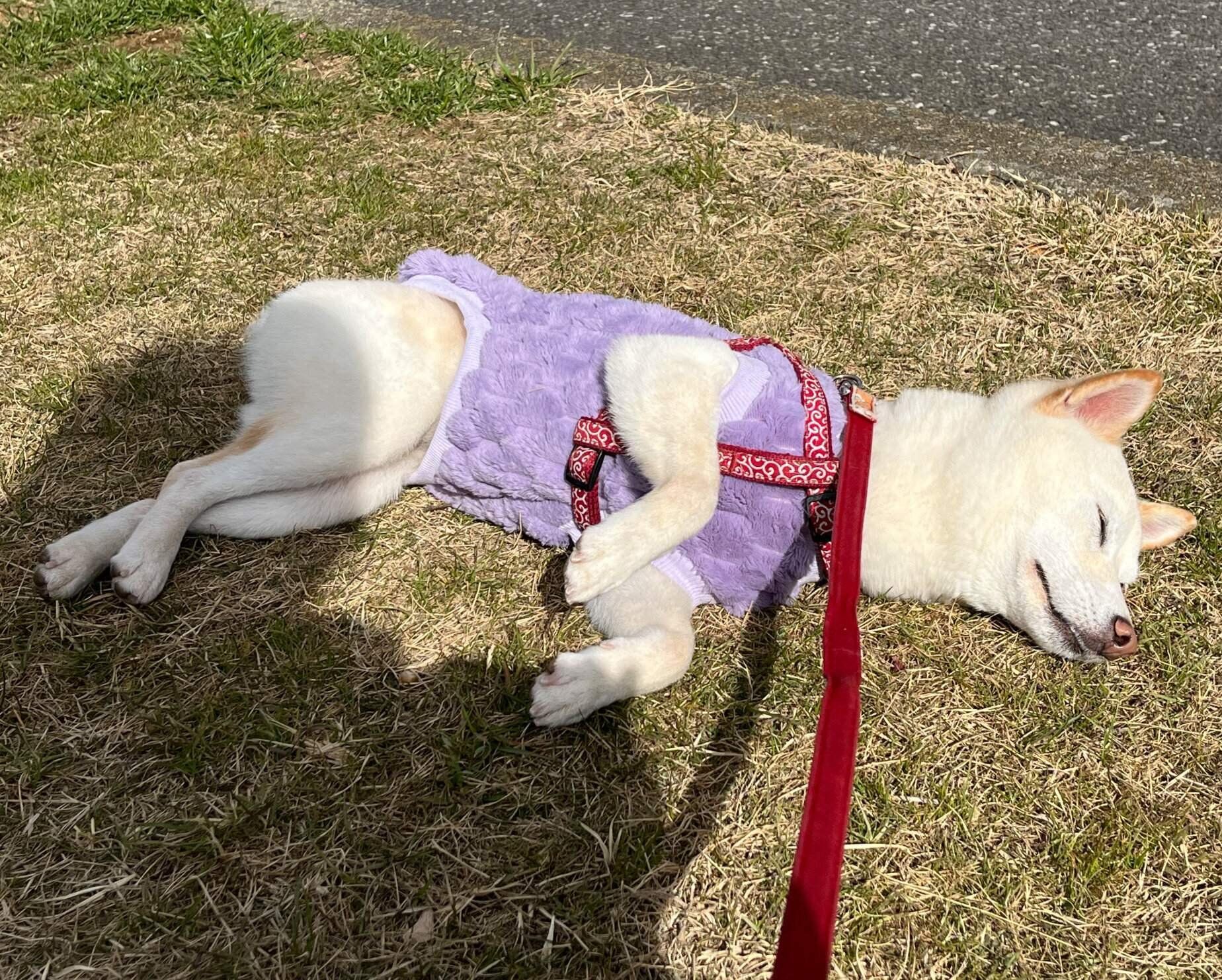 帰りたくなくて“拒否柴”を発動するとろろちゃん